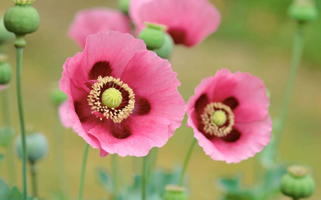Vibrant Pink Poppy Wallpaper: Dreamy Floral Close-up Background