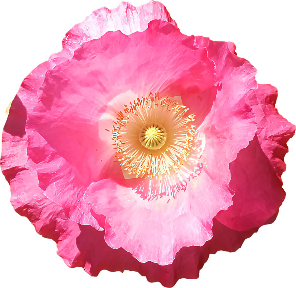 Vibrant Pink Poppy Flower Wallpaper with Translucent Petals