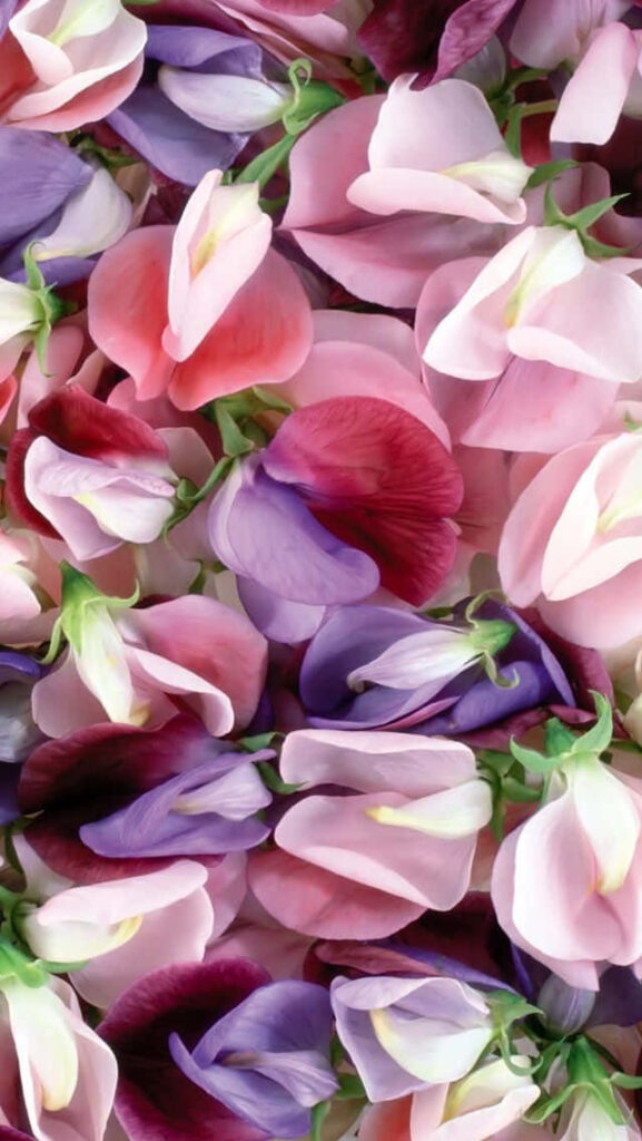 Vibrant Pink and Purple Flower Wallpaper - Soothing Background Design