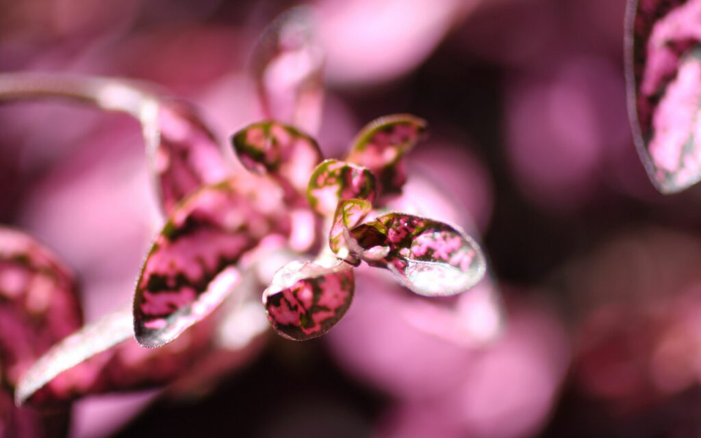 Vibrant Pink & Purple Leaves Wallpaper: Intricate Natural Beauty