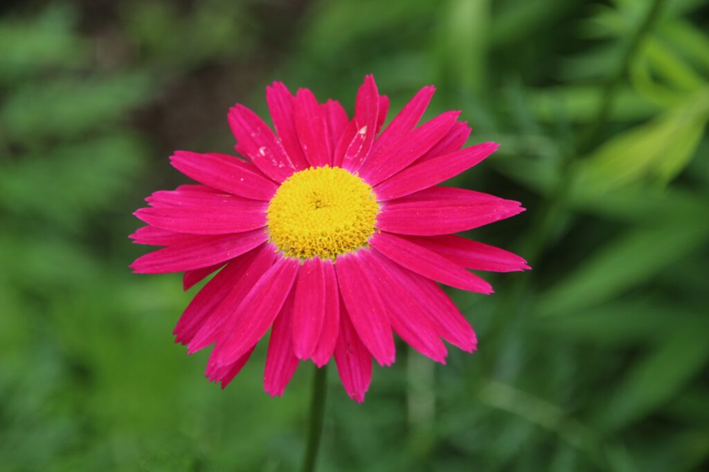 Vibrant Pink Pyrethrum Flower with Yellow Center on Green Background Wallpaper