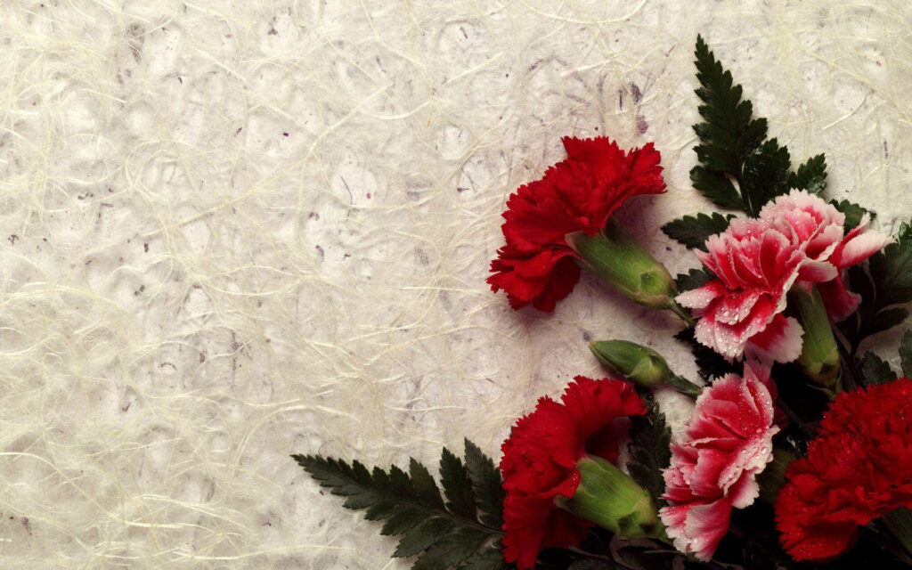 Elegant Pink and Red Carnations Wallpaper on Light Textured Background