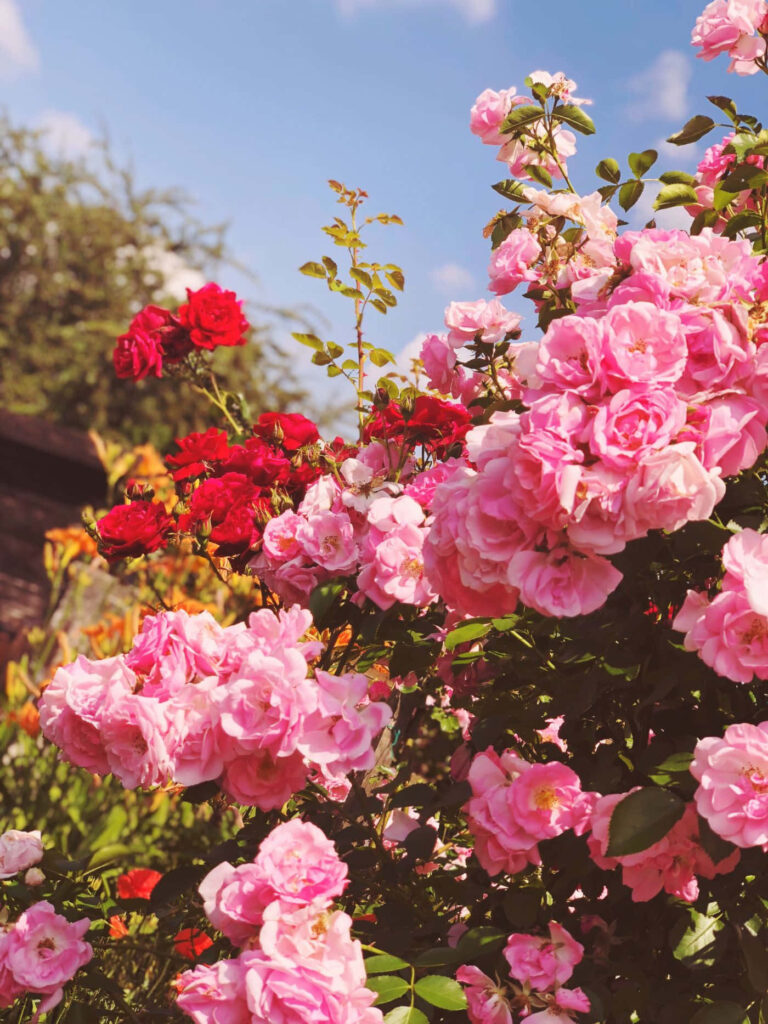 Vibrant Pink & Red Roses Wallpaper Against Lush Greenery