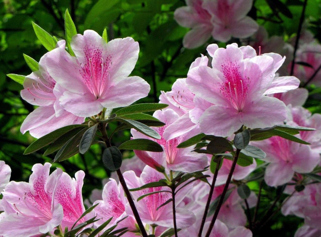 Vibrant Pink Rhododendron Flowers Close-Up Wallpaper - Lush Background
