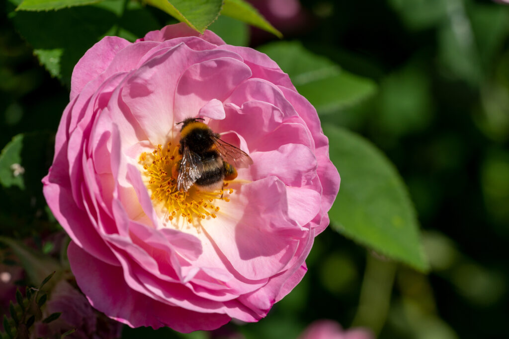 Stunning Pink Rose Close-Up with Bumblebee - Floral Wallpaper