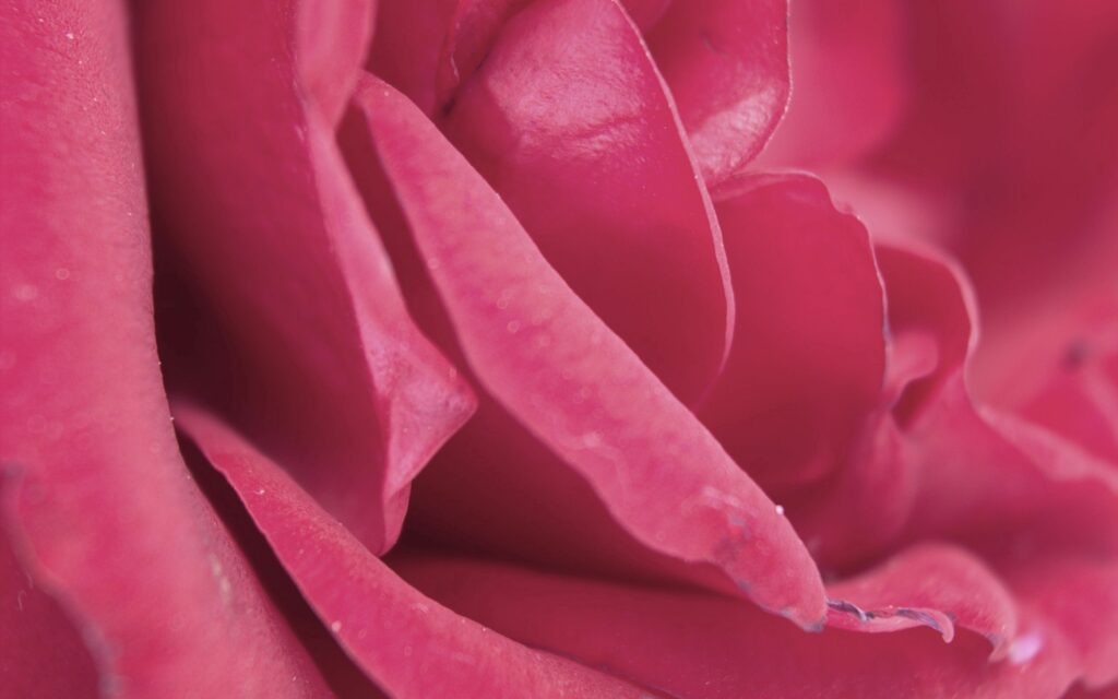 Vibrant Pink Rose Petals: Close-Up Wallpaper Background