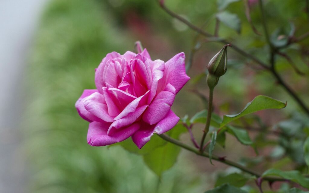 Vibrant Pink Rose Wallpaper with Budding Rose on Soft Blur Background