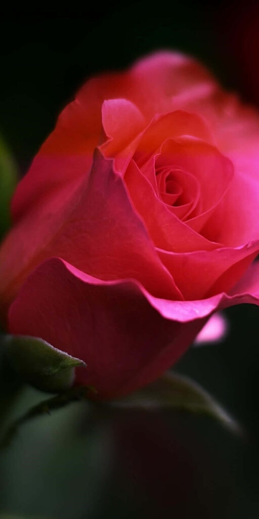 Vibrant Pink Rose Wallpaper on Dark Soft-Focus Background