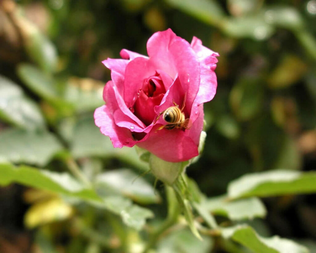 Vibrant Pink Rose with Bee: Nature-Inspired Wallpaper Background