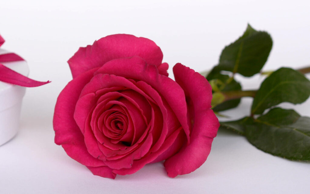 Vibrant Pink Rose Wallpaper with Greenery & Festive Gift Decor