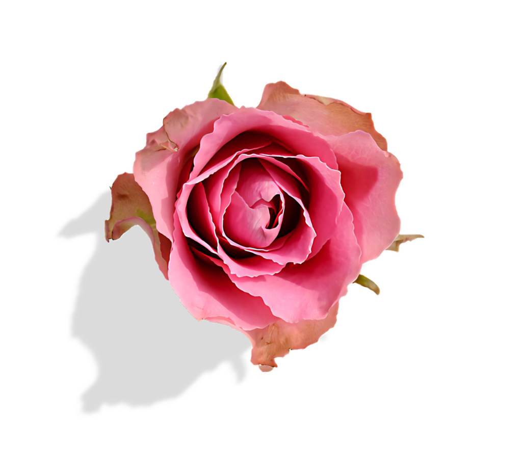 Vibrant Pink Rose Wallpaper on Transparent Background for Design Projects