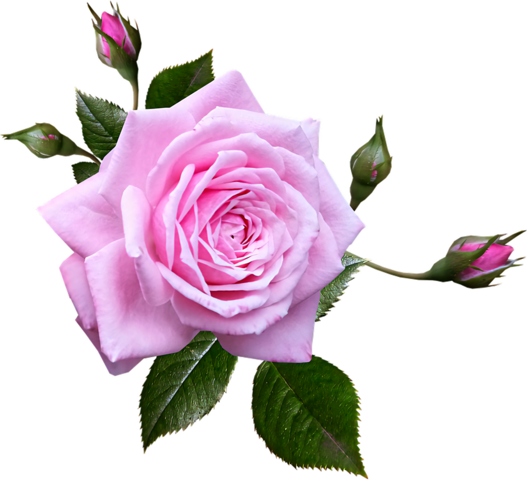 Vibrant Pink Rose with Green Leaves - Transparent Background Image Wallpaper