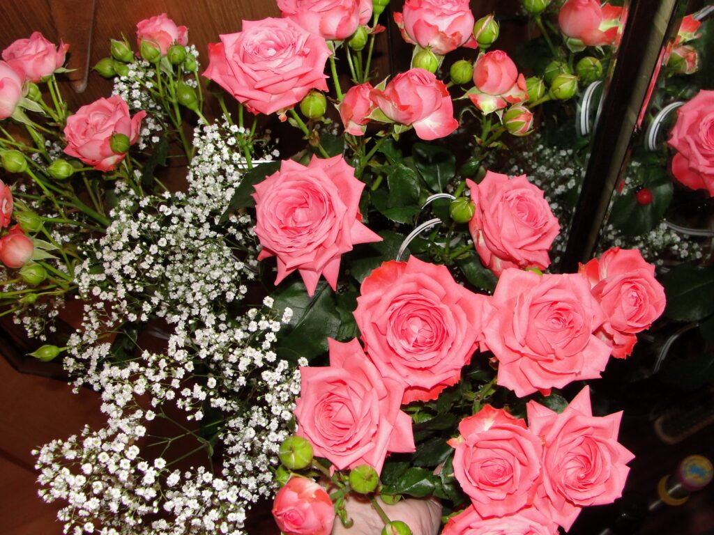 Vibrant Pink Roses & Baby’s Breath Wallpaper with Mirror Reflection