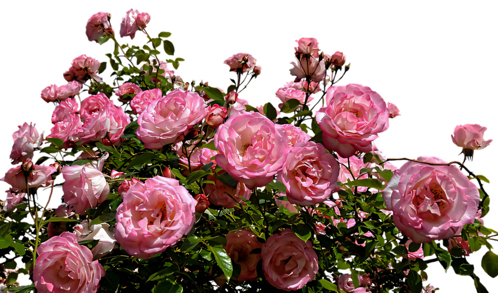Vibrant Pink Roses in Bloom Against a Serene Sky Background Wallpaper