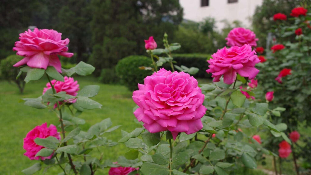 Vibrant Pink Roses in Lush Garden - Serene Floral Background Wallpaper