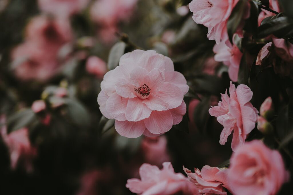 Close-Up Pink Roses Wallpaper: Vibrant Blooms and Lush Greenery