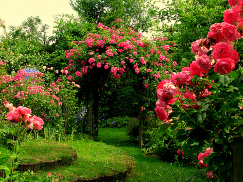Vibrant Pink Roses Archway in a Lush Garden - Serene Background Wallpaper