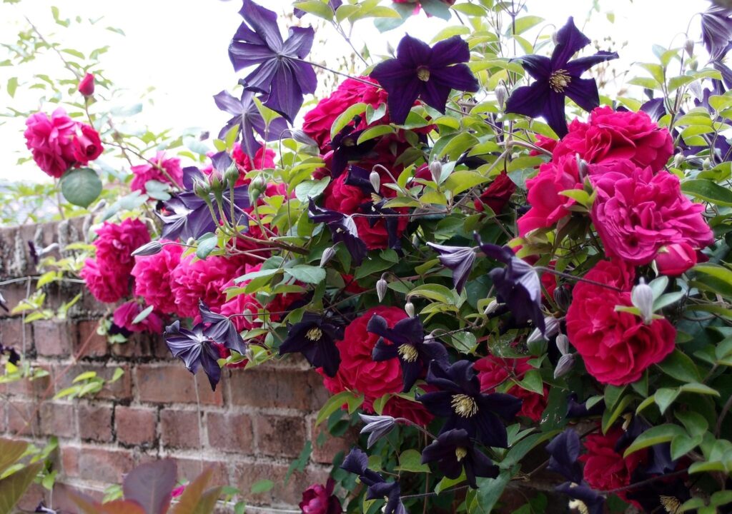 Vibrant Pink Roses & Purple Clematis Wallpaper on Rustic Brick Wall