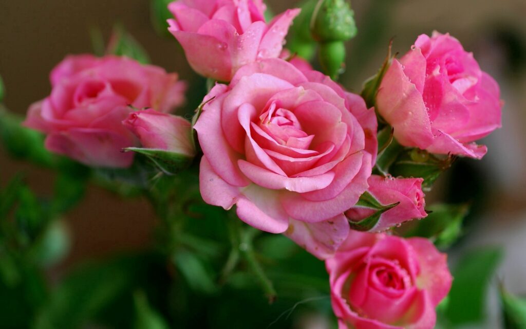 Vibrant Pink Roses Wallpaper 2560x1600 with Dewdrops