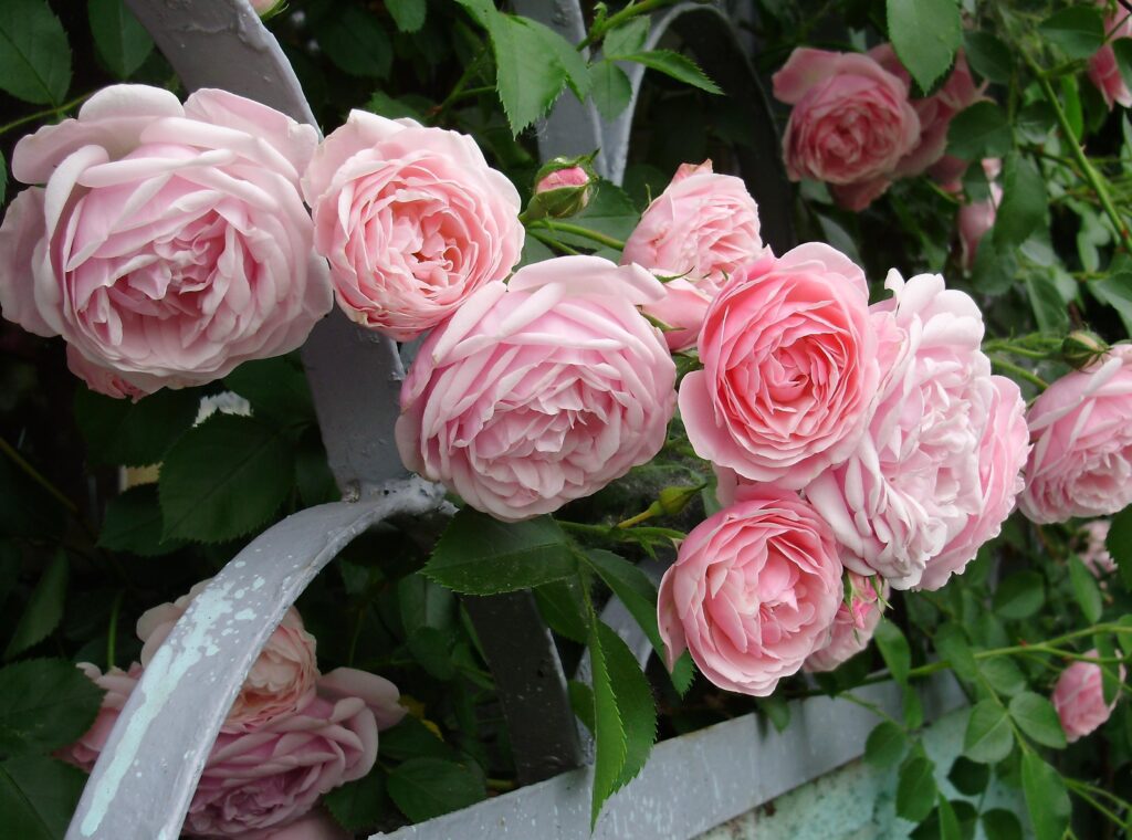 Vibrant Pink Roses Blooming on Lush Shrub - Garden Wallpaper