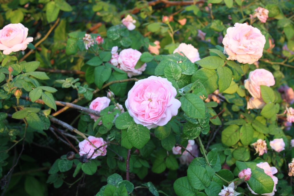 Vibrant Pink Rose Wallpaper: Blossoms Amid Green Leaves Background