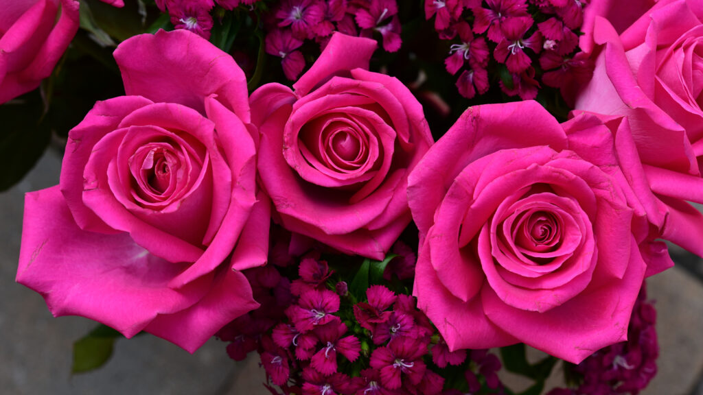 Vibrant Pink Roses Wallpaper: Close-Up Floral Background