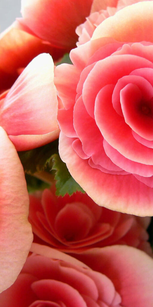 Vibrant Pink Roses Close-Up Wallpaper | Elegant Floral Background