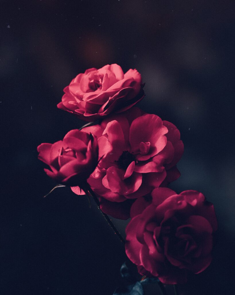 Vibrant Pink Roses on Dark Background - Elegant Floral Wallpaper