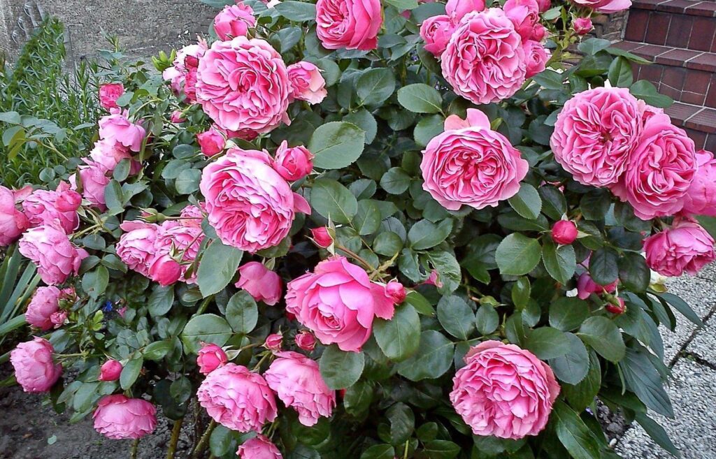 Vibrant Blooming Pink Roses in Lush Green Garden Wallpaper