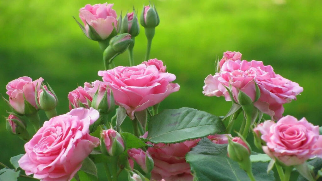Vibrant Pink Rose Wallpaper on Lush Green Background