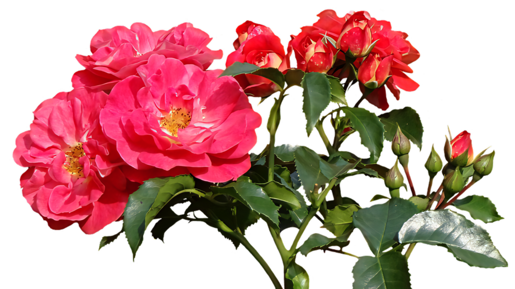 Vibrant Pink Roses Wallpaper with Lush Green Leaves - Fresh Background