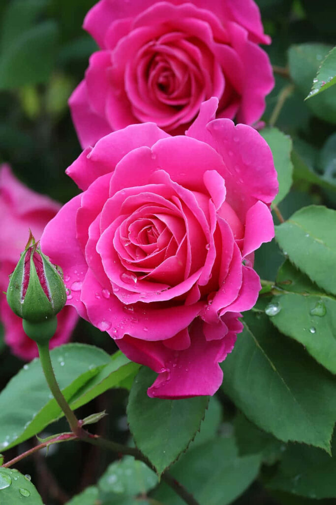 Vibrant Pink Roses Wallpaper: Lush Bloom with Dewdrops Background