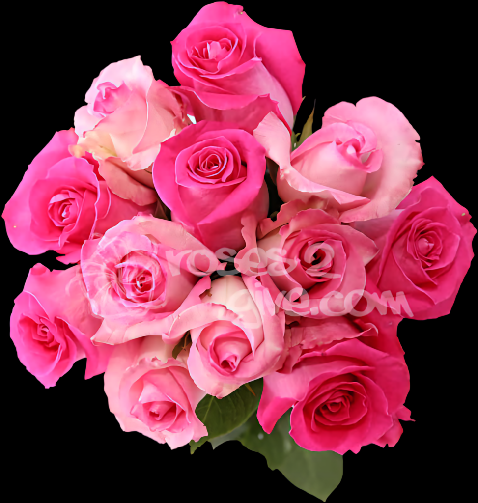 Vibrant Pink Roses Wallpaper on Transparent Background - Lush Beauty