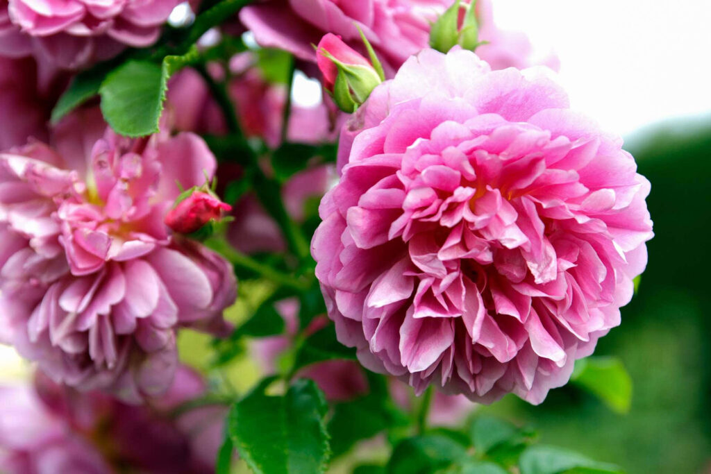 Vibrant Pink Roses in Bloom - Lush Floral Wallpaper Background