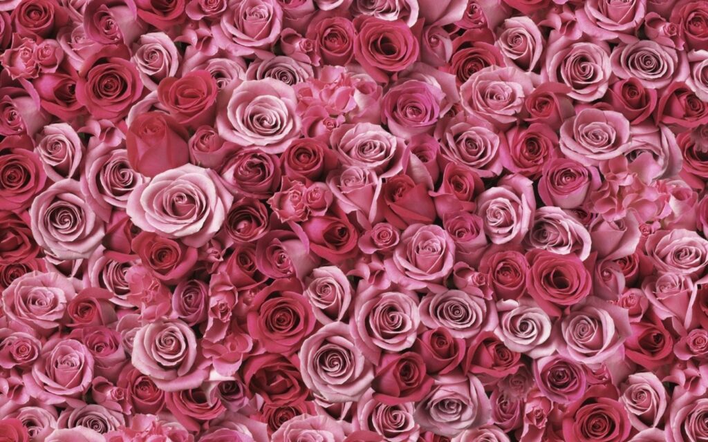 Romantic Pink Roses Wallpaper: Lush Floral Tapestry Background