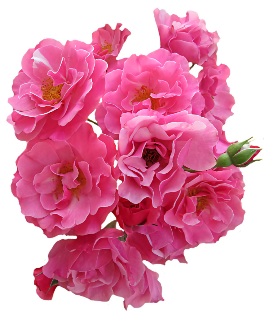 Vibrant Pink Roses Wallpaper: Natural Beauty & Elegance Background