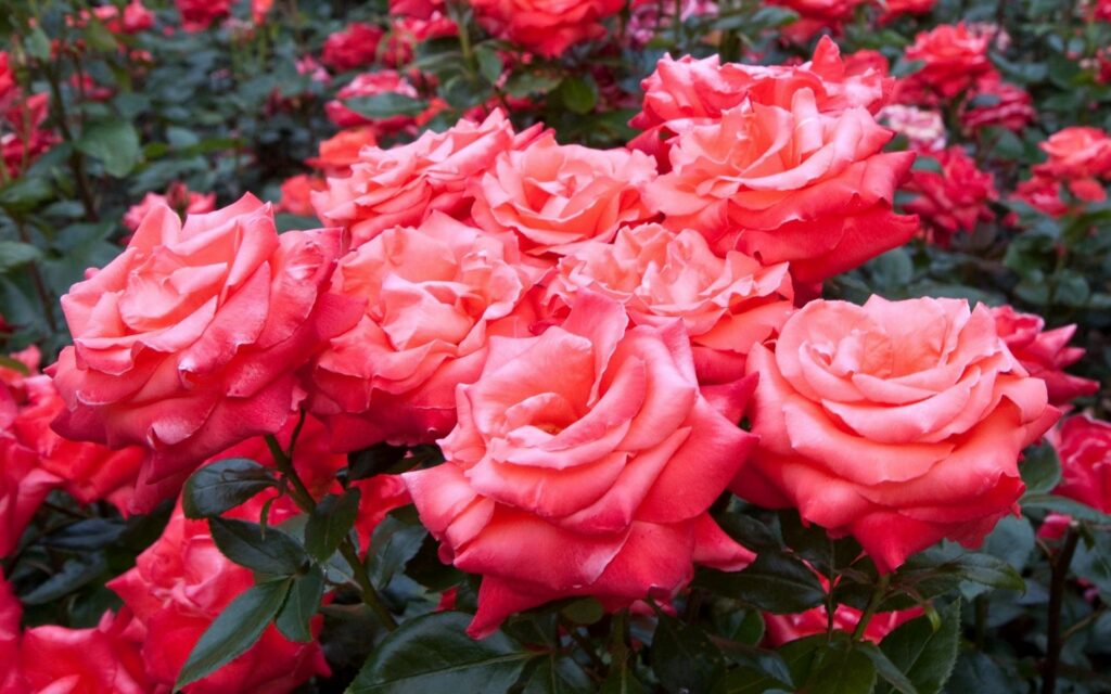 Vibrant Pink Roses Wallpaper: Nature's Tranquil Garden Background