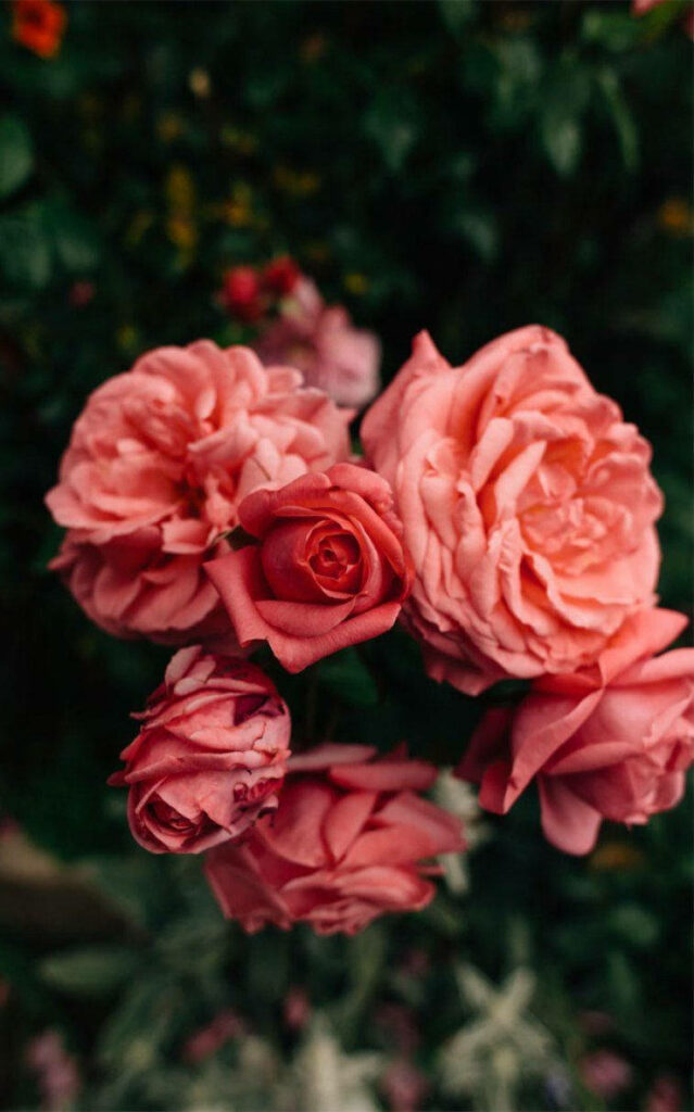 Vibrant Pink Roses Wallpaper Against Lush Green Background