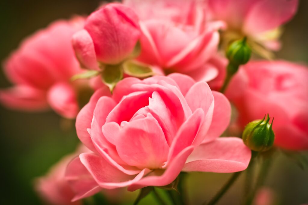 Vibrant Pink Roses Close-Up Wallpaper: Blooming Garden Elegance