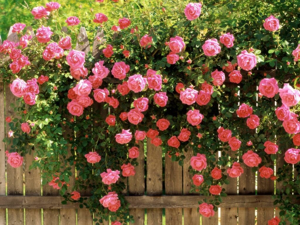 Pink Roses Over Rustic Fence: Serene Garden Wallpaper Background