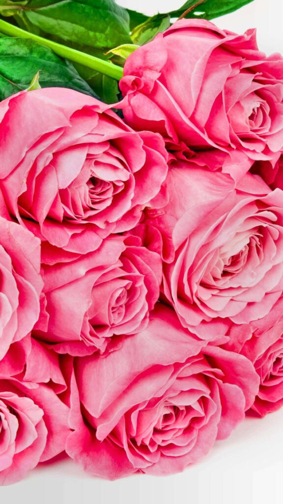 Vibrant Pink Roses Wallpaper - Romantic Floral Background
