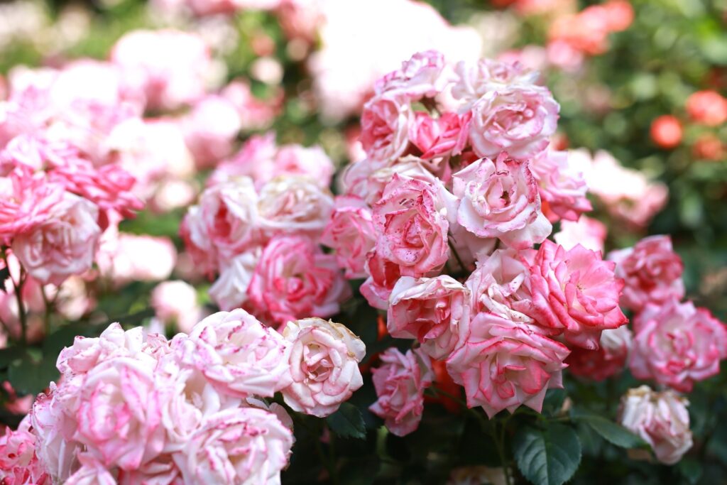 Vibrant Pink Roses Wallpaper: Romantic Floral Beauty Background