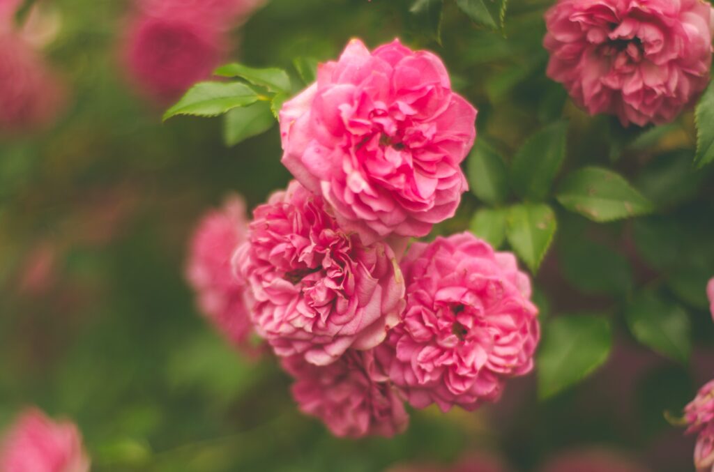 Vibrant Pink Roses Close-Up: Romantic Floral Background Wallpaper