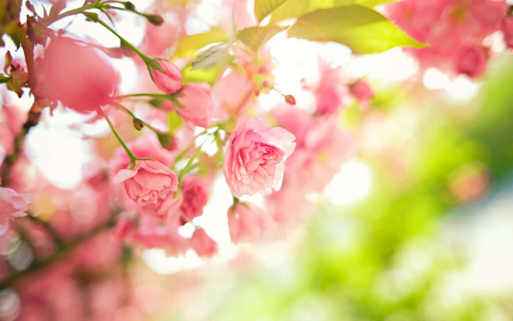 Vibrant Pink Roses Wallpaper: Serene Spring Floral Background