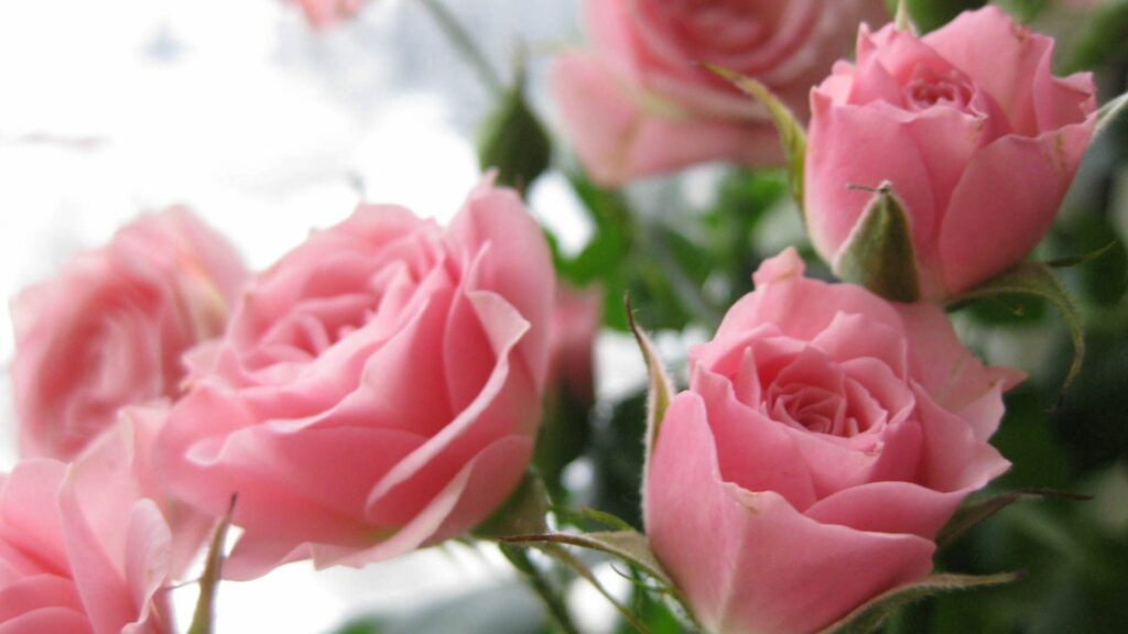 Vibrant Pink Roses Wallpaper - Lush Floral Beauty in 1920x1080