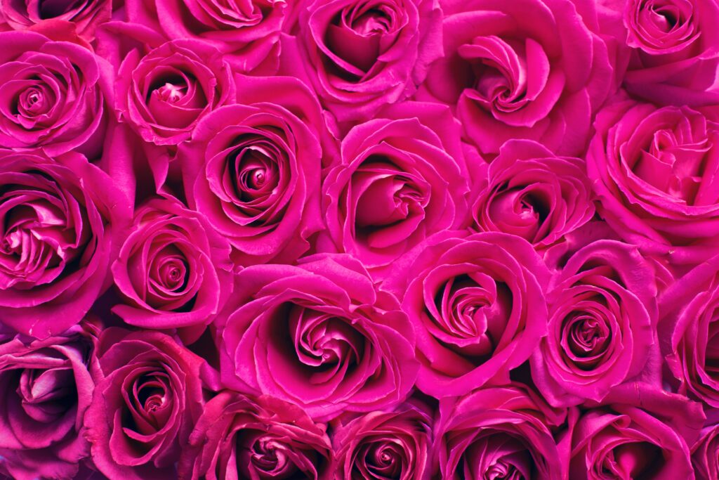 Vibrant Pink Roses Wallpaper: Stunning Close-Up of Lush Blooms