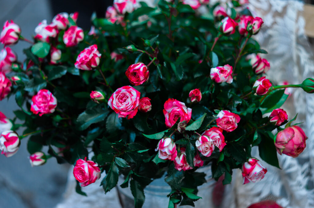 Vibrant Pink Roses Wallpaper: Elegant Close-Up on Textured Background