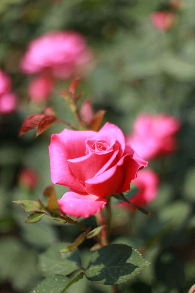Stunning Pink Roses Wallpaper with Lush Outdoor Background