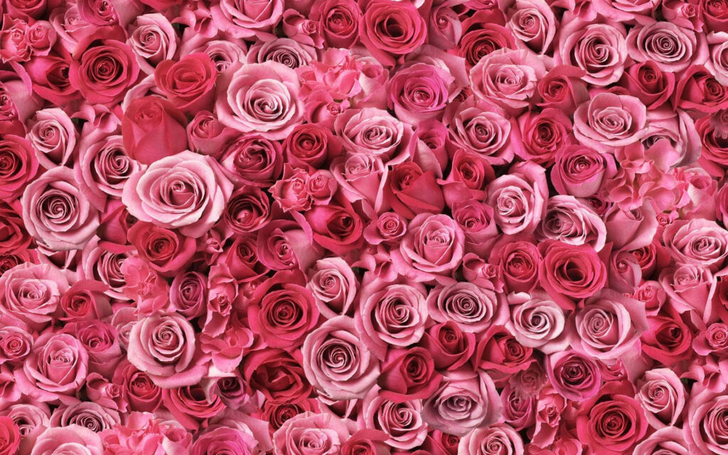 Vibrant Pink Roses Wallpaper - Elegant Floral Desktop Background