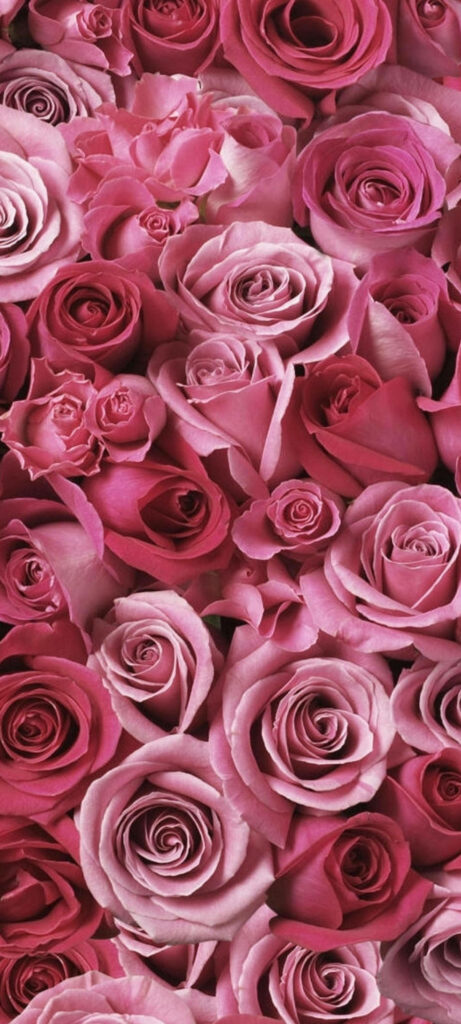 Elegant Pink Roses Wallpaper for Samsung S21 Ultra – Floral Background